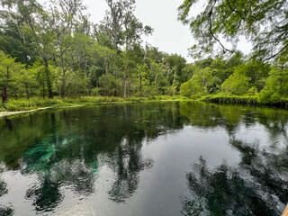 Fototapeta na wymiar The spring in Ichetucknee State Park in Florida on a sunny day.