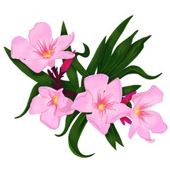 Oleander branch with pink flowers and leaf, tropical floral illustration for print, print or digital