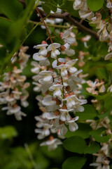 Close up of a white blossom of a robinia, also called locust tree or Robinia pseudoacacia