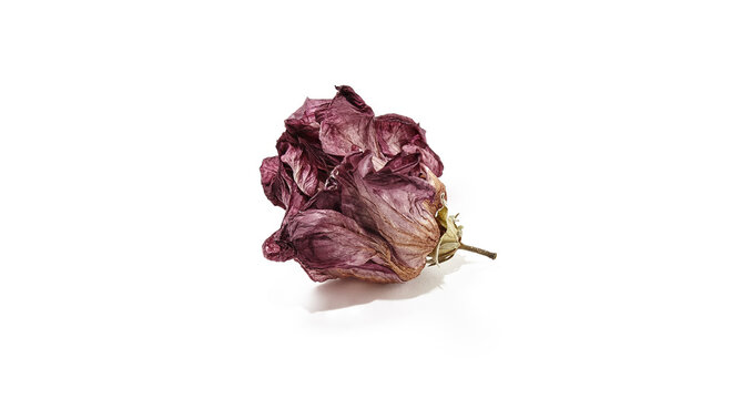 Dried hibiscus rose flower head isolated on white background. Wilted rose flower