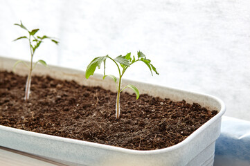 Tomato seedlings in plastic pots, closeup. Cultivation vegetables in ground indoors or greenhouse, selective focus