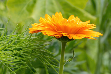 orange flower on grass