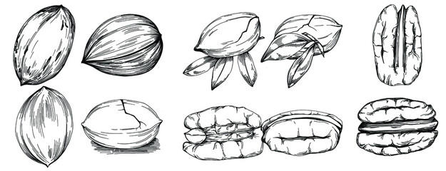 Pecan hand-drawn Vector Illustration isolated on white background. Retro style farm product for restaurant menu, market label, logo, emblem and kitchen design. Decoration for food packaging.