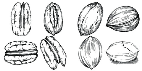 Pecan hand-drawn Vector Illustration isolated on white background. Retro style farm product for restaurant menu, market label, logo, emblem and kitchen design. Decoration for food packaging.