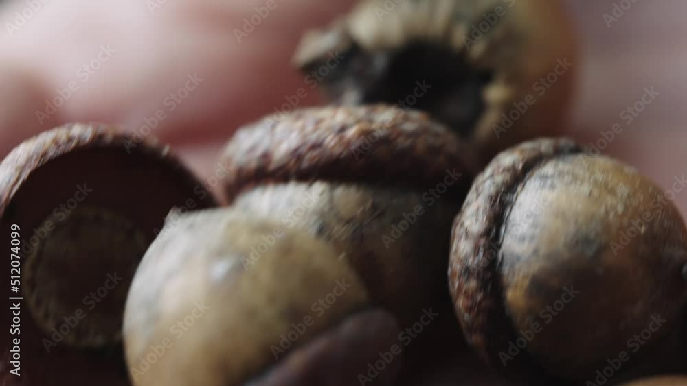 Poster a person holds many acorn in their hand, close-up macro shot with bokeh.