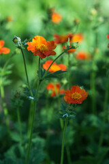 Blooming Chilean Avens or Chiloense Geum orange, viewed from above, background blurred