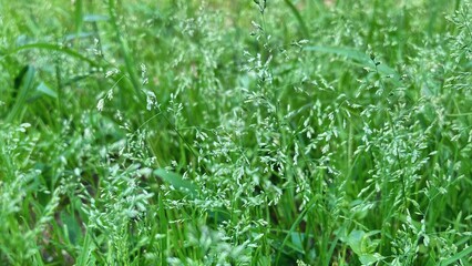 green grass background