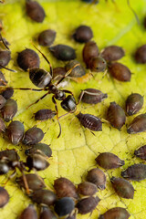 Ant and Black Bean Aphid Colony Close-up. Ant and Blackfly or Aphis Fabae Garden Parasite Insect Pest Macro
