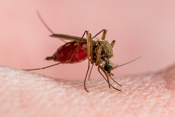 Malaria Infected Mosquito Bite. Leishmaniasis, Encephalitis, Yellow Fever, Dengue, Malaria Disease, Mayaro or Zika Virus Infectious Culex Mosquitoe Parasite Insect Macro Close-up.