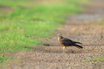 A female hawk is standing on the ground. (Pied Harrier)