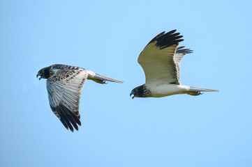 Eastern Marsh Harrier flying on blue sky - obrazy, fototapety, plakaty