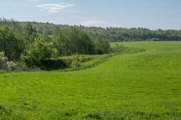 spring green field on the edge of the forest on a sunny clear morning