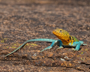 Male Eastern Collared Lizard