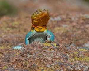 Male Eastern Collared Lizard