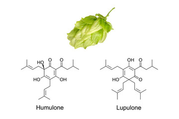 Hop flower and chemical formula of humulone and lupulone, alpha and beta acid. Most important...