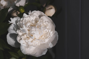 A beautiful white bouquet of peonies in the sunlight. Flowers and buds close-up.