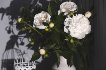A beautiful white bouquet of peonies in the sunlight. Flowers and buds close-up.