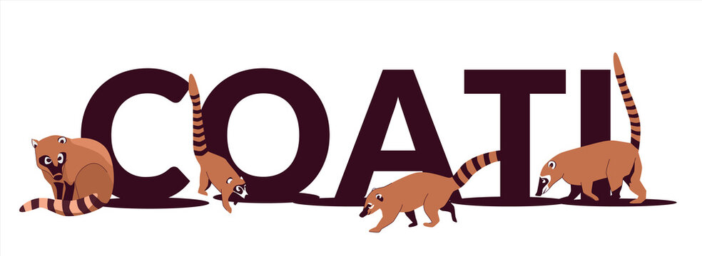 Text Coati is a genus of small mammals of the raccoon family, common in both American continents. Vector illustration isolated on white background