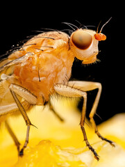 Tropical Fruit Fly Drosophila Diptera Parasite Insect Pest Macro on Black Background