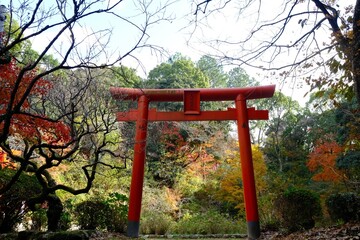 japanese blossom