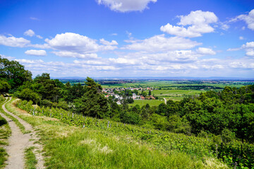 Fototapeta na wymiar Panoramic view of Wachenhein on the Wine Route. Landscape in summer in Rhineland-Palatinate.