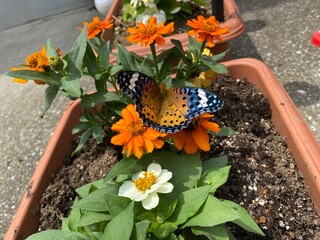 Colorful butterfly stop at the summer blossom, beautiful wildlife scene year 2022 June 17th street...
