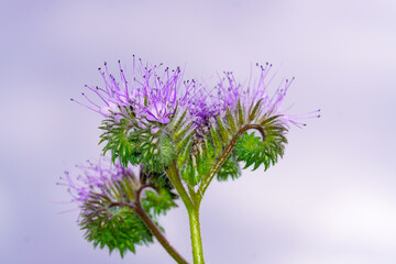 Blooming tufted flower close-up. Bee friendly plant. Phacelia tanacetifolia.
