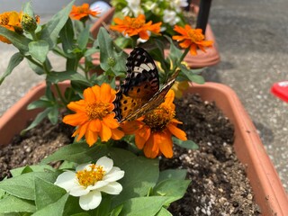 Colorful butterfly stop at the summer blossom, beautiful wildlife scene year 2022 June 17th street...