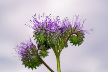 Blooming tufted flower close-up. Bee friendly plant. Phacelia tanacetifolia.
