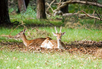 Fallow deer in the forest. Animal in natural environment. Dama dama.
