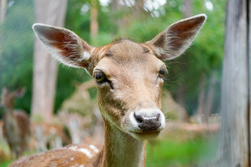 Fallow deer in the forest. Animal in natural environment. Dama dama.
