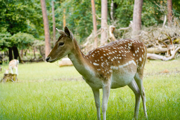 Naklejka na ściany i meble Fallow deer in the forest. Animal in natural environment. Dama dama. 