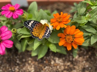 Colorful butterfly stop at the summer blossom, beautiful wildlife scene year 2022 June 17th street of Tokyo Yanaka 