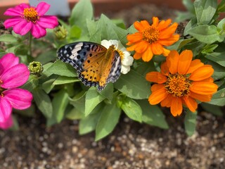 Colorful butterfly stop at the summer blossom, beautiful wildlife scene year 2022 June 17th street of Tokyo Yanaka 
