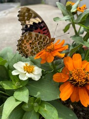 Colorful butterfly stop at the summer blossom, beautiful wildlife scene year 2022 June 17th street...