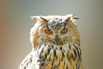 Portrait of a European eagle owl. Bird with orange eyes.
