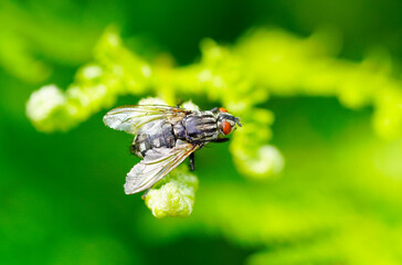 Gray flesh fly close-up. Insect in natural environment. Sarcophaga carnaria.
