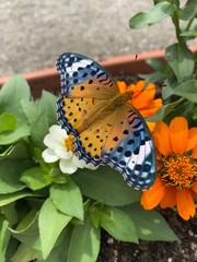 Colorful butterfly stop at the summer blossom, beautiful wildlife scene year 2022 June 17th street of Tokyo Yanaka 