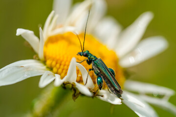 Green Longhorn Beetle on a flower in a natural setting. Insect close-up. Edema nobilis.
