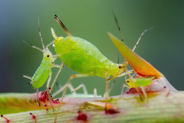 Aphid Colony Close-up. Greenfly or Green Aphid Garden Parasite Insect Pest Macro on Green Background