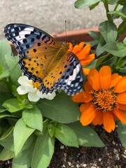 Colorful butterfly stop at the summer blossom, beautiful wildlife scene year 2022 June 17th street of Tokyo Yanaka 