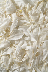 petals of white peonies macro photo