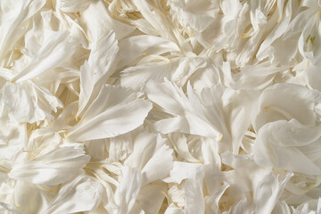 petals of white peonies macro photo