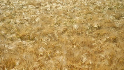 Gerste (Hordeum vulgare), Getreidefeld mit Unschärfeverlauf, Deutschland