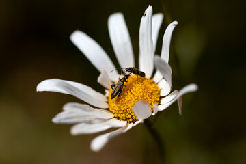 Fototapeta premium oedemera nobilis, two male specimens on a daisy fighting for space. domination. wonders of nature.