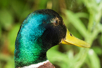 Portrait of a mallard drake, close-up from the side, back.