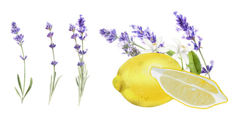 Watercolor bouquet of lemons and lavender isolated on white background. © ElenaDoroshArt