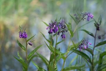 Flowers of common comfrey , Symphytum officinale, Place for text
