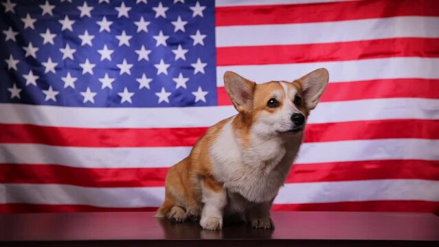 A corgi dog barks in front of the American flag on America's Fourth of July Independence Day. The concept of America. Flag Day in the United States of America.
