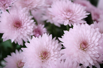 Close up view of a bunch of pink chrysanthemum flowers